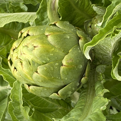 Le Local - Ferme maraîchère biologique